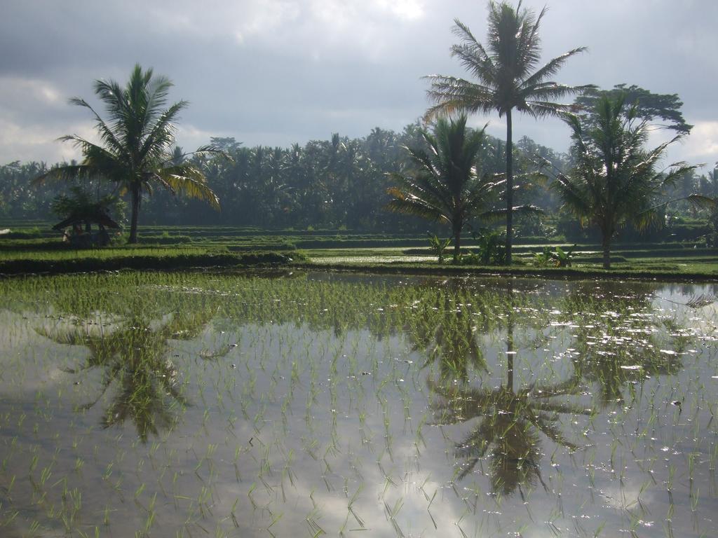 Puri Lotus Hotel Ubud  Luaran gambar